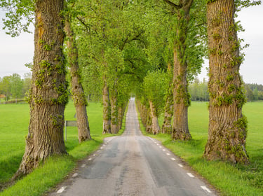 Servitut – officialservitut och avtalsservitut